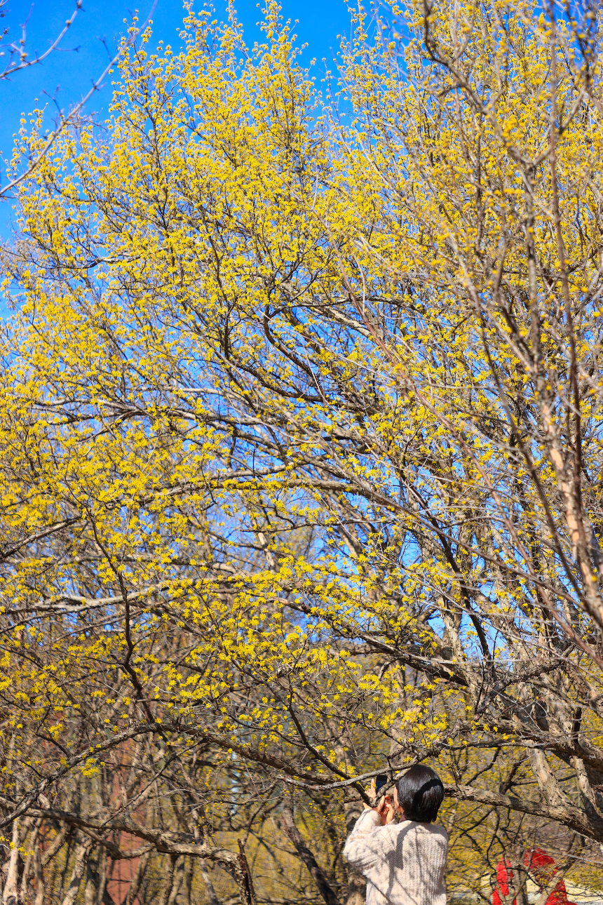 구례 산수유꽃축제 언제 갈까? 2025년 개화 시기 & 필수 코스