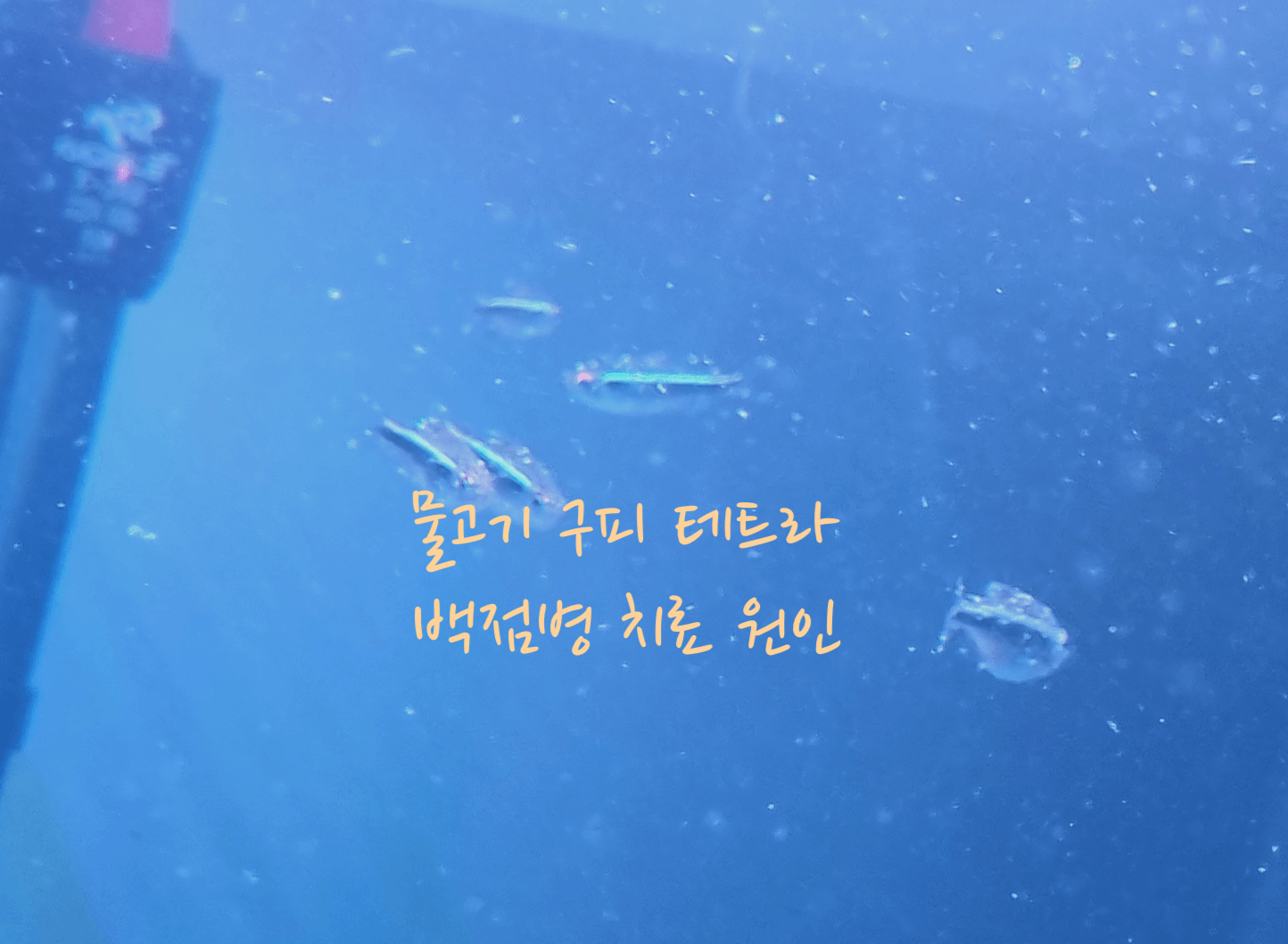 물고기 백점병