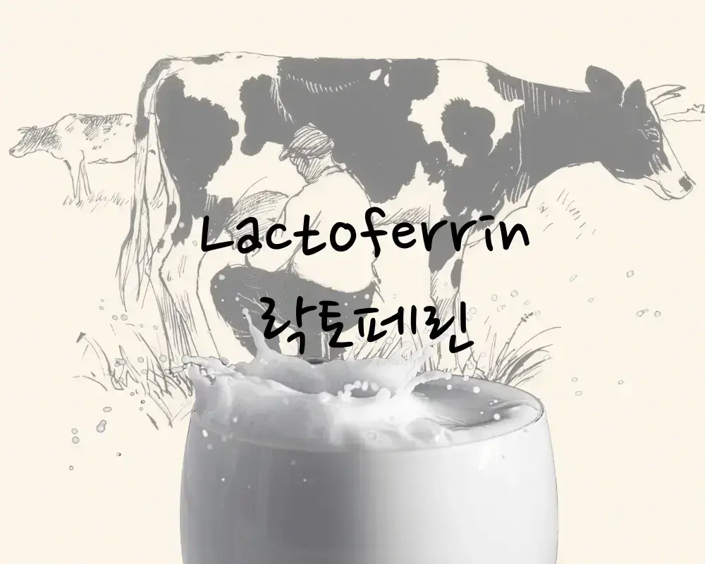 장 건강 우유 락토페린