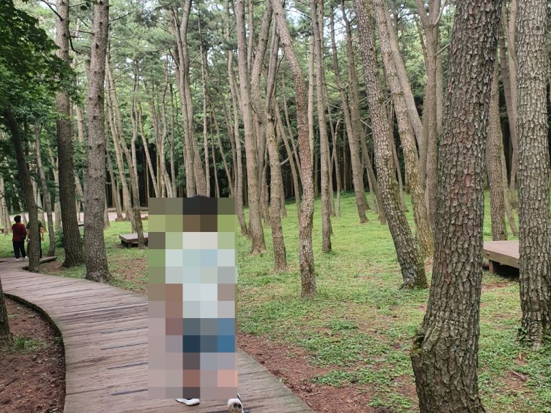 제주 절물휴양림 무장애길을 산책하는 아이의 모습