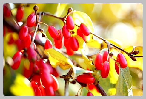 공진단 가격 효능 총정리