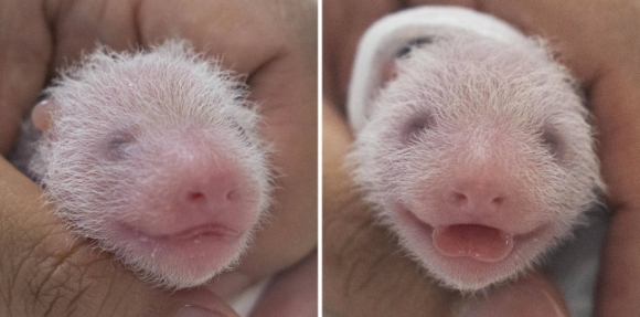 건강검진 받는 쌍둥이 새끼 판다 자매