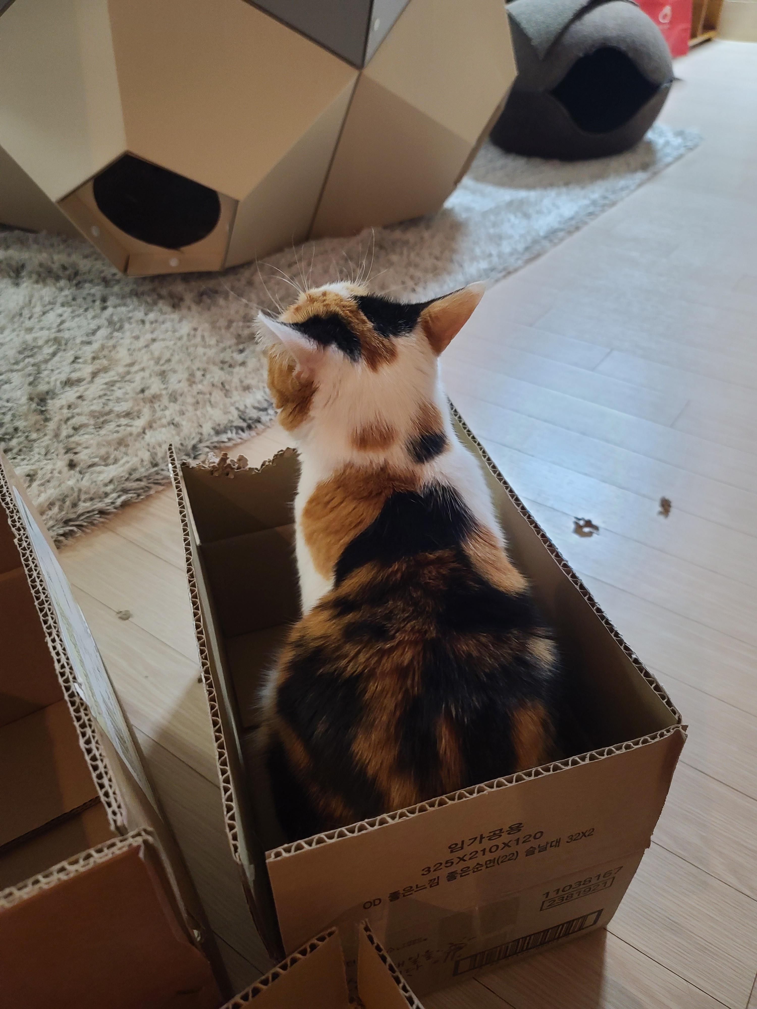 박스가 풍년이다!(feat.신난 건이와 요미.그리고 두리)