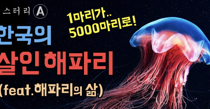 해파리에 쏘였을 때 대처법 경험담과 응급처치 방법