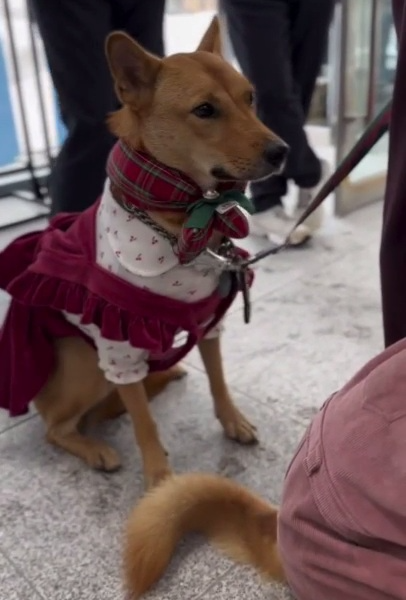 도우미견나눔센터 홈커밍데이 경기도