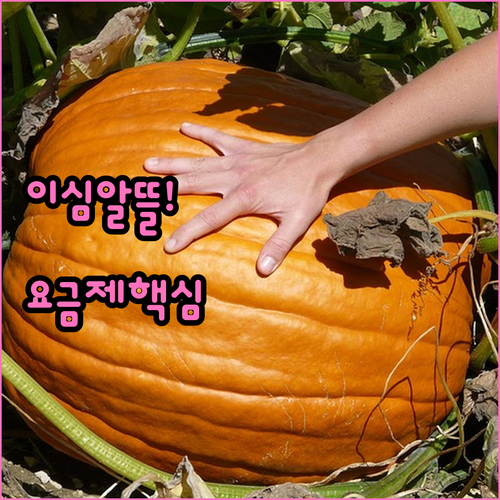 내게 맞는 알뜰폰 eSIM 찾는 법 ..