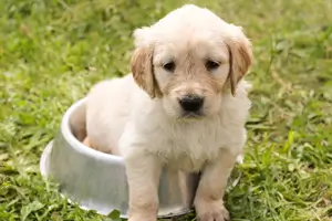 반려동물 강아지 사진