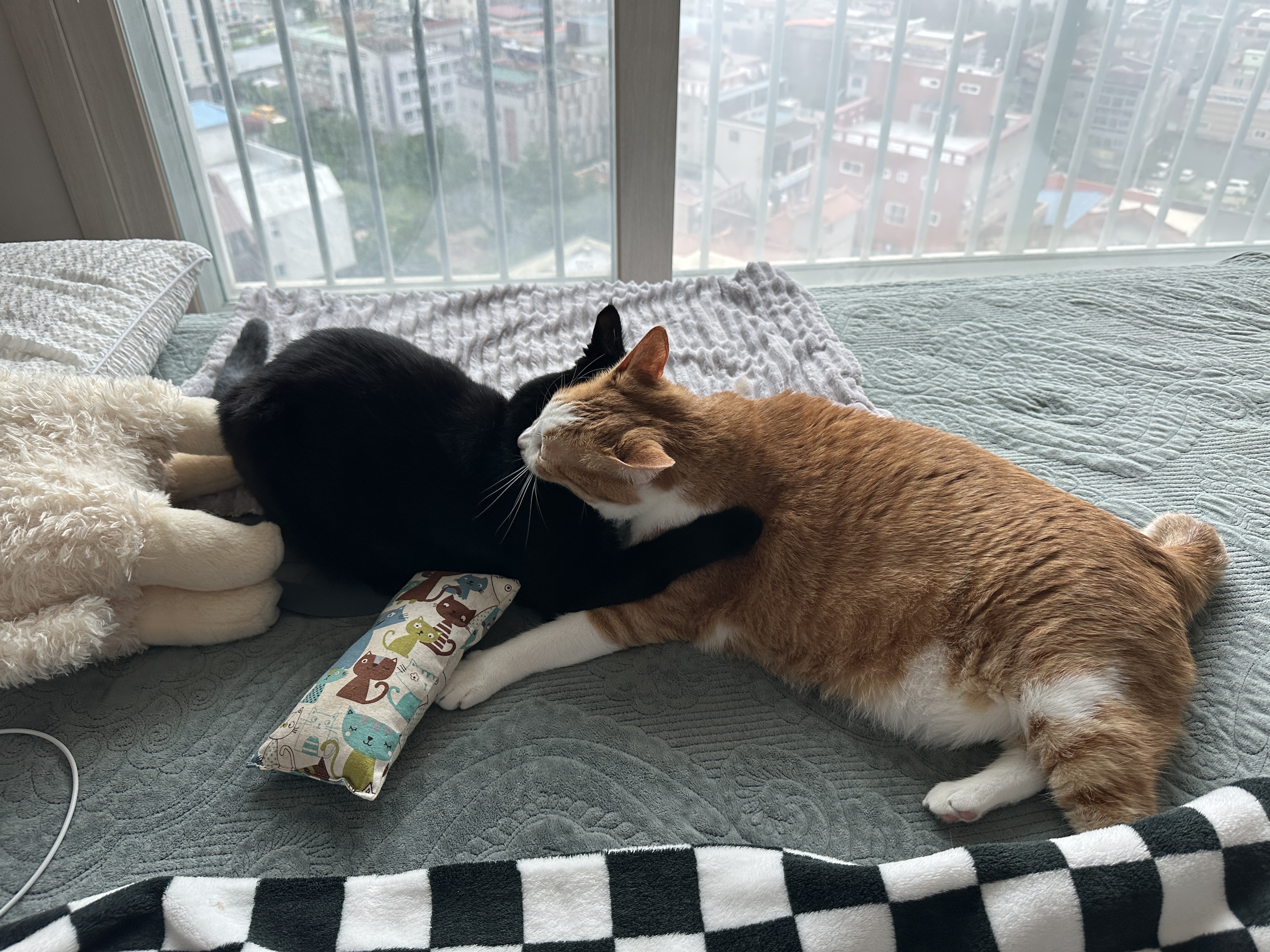 동생_고양이_건이와_형아_고양이_호야