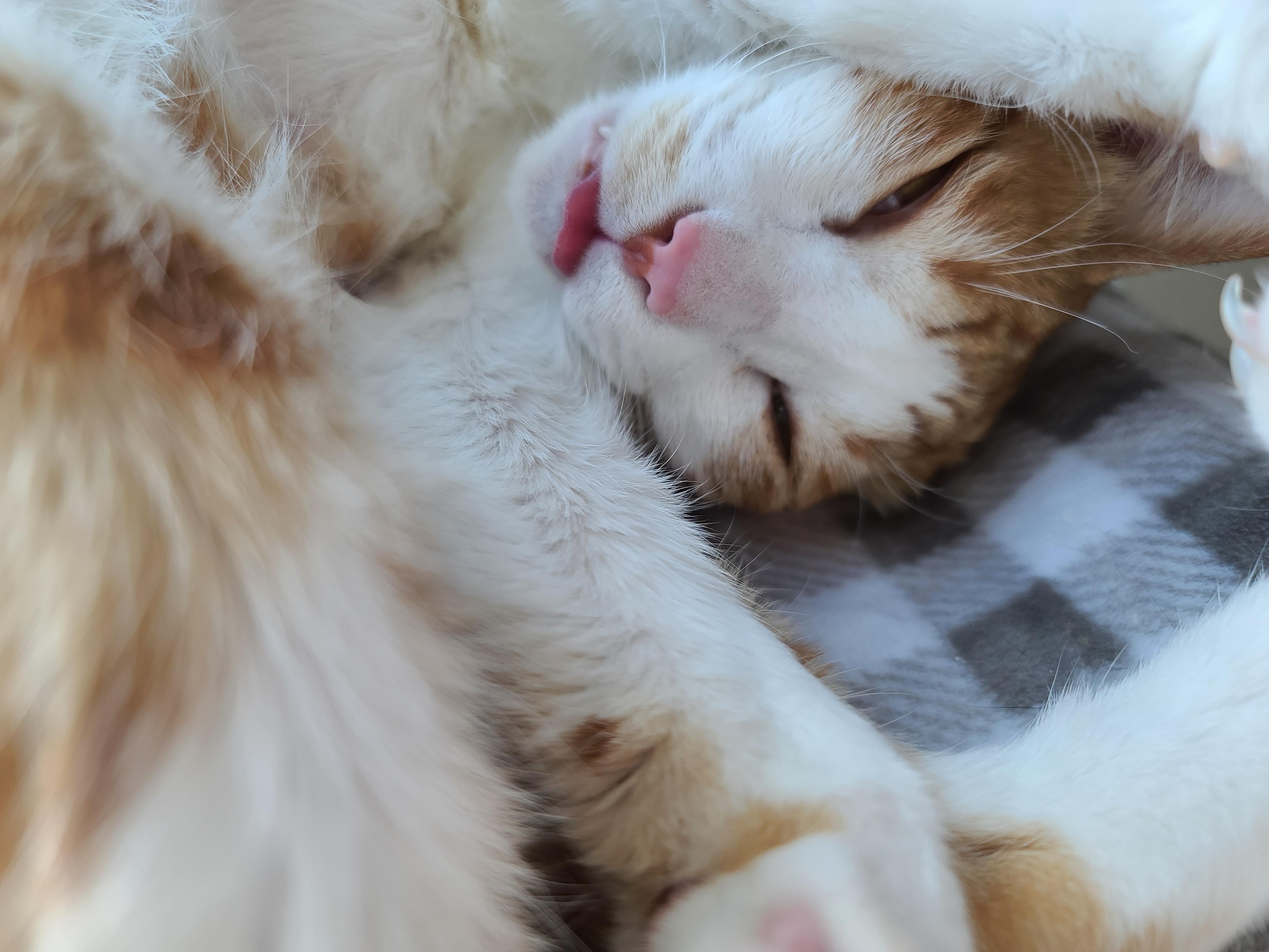 잠자는 치즈냥이 도촬