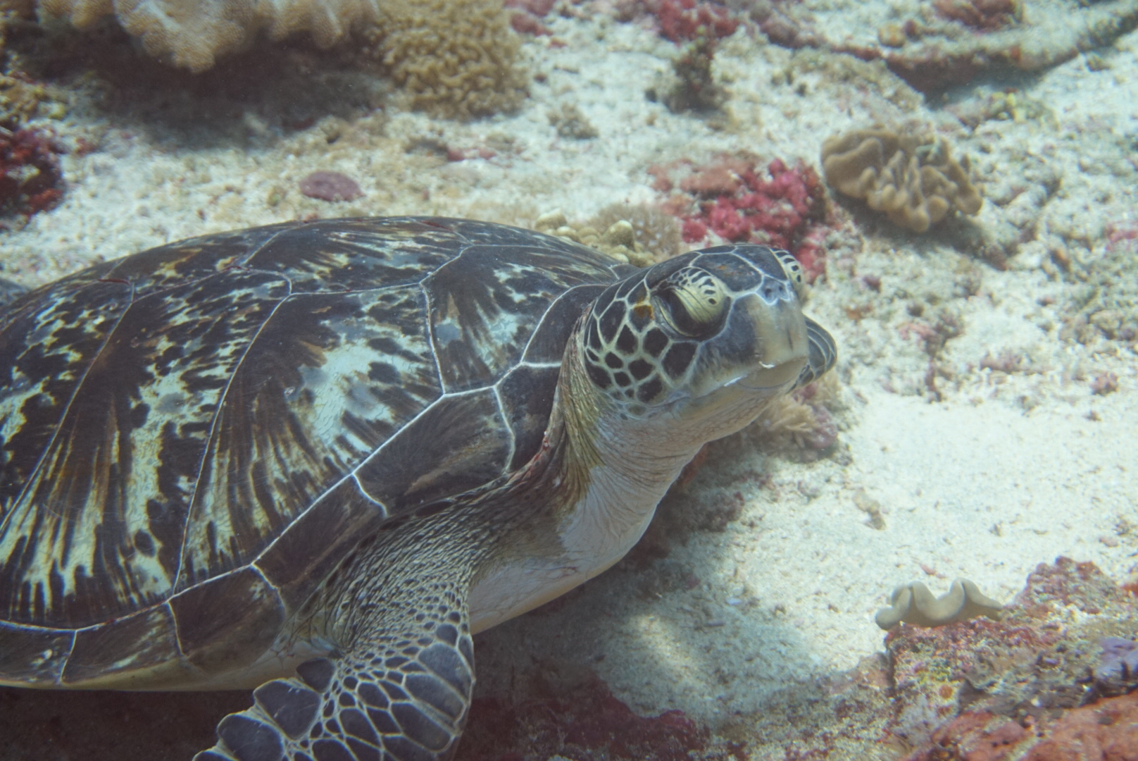 발리 다이빙 사진
