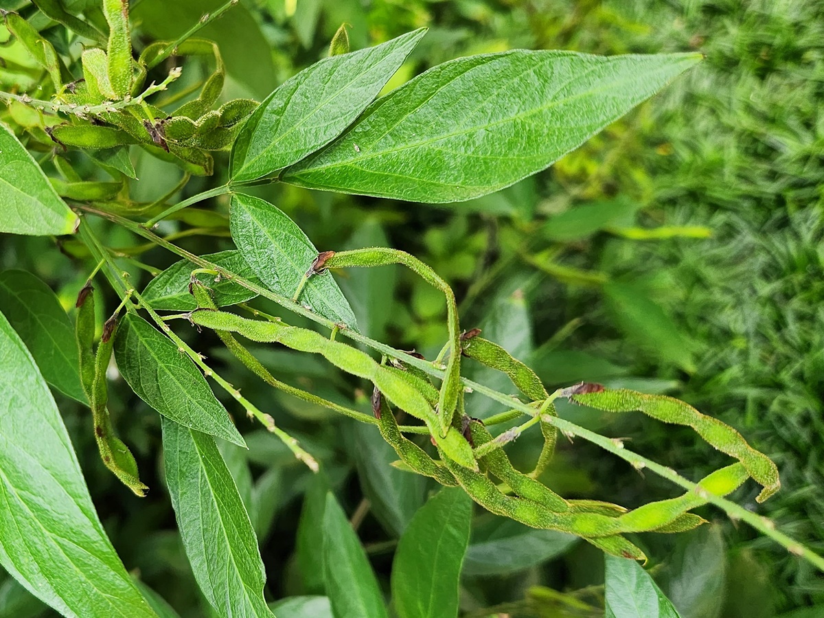 된장풀