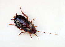 일본바퀴벌레/출처:세스코 공식홈페이지