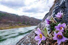 제 18회 동강 할미꽃 축제 기본 일정과 프로그램 소개