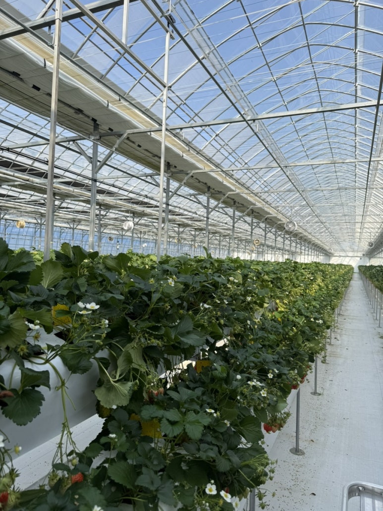 페이머스파머스 딸기농장