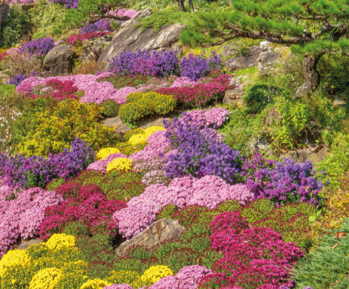 2024 화담숲 가을 단풍