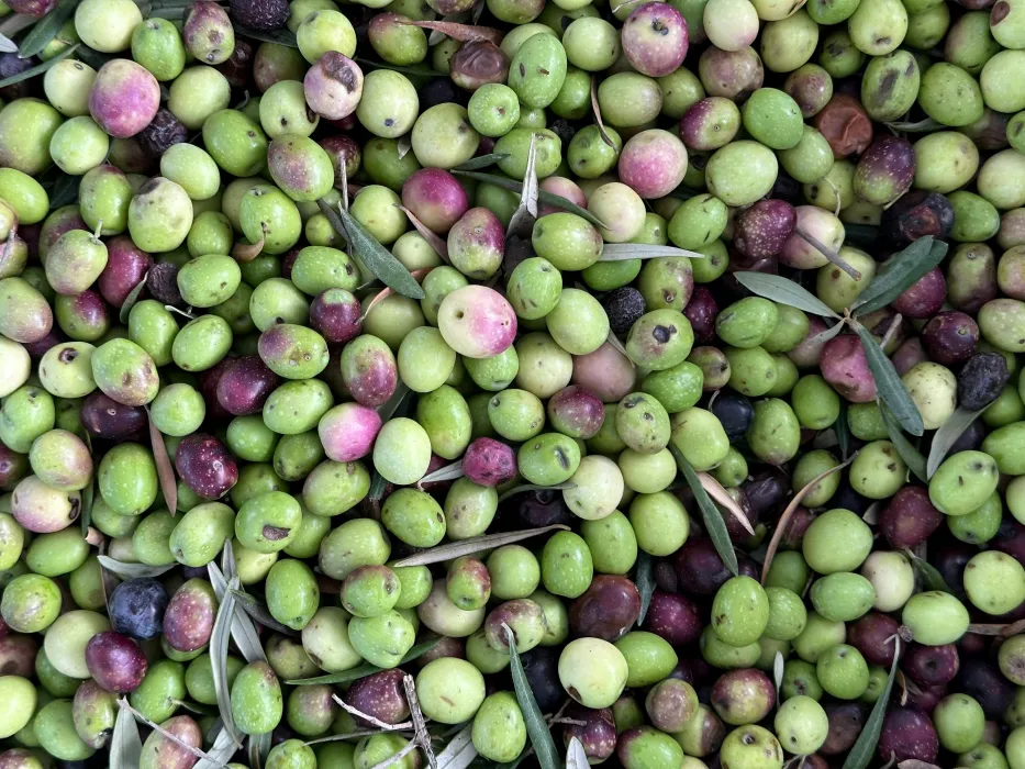 수확한-올리브-사진