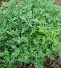 쑥 효능 부작용 칼로리 요리