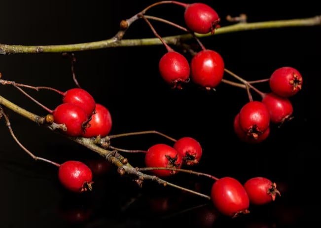 마가목 열매 효능