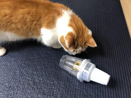 고양이셀프장난감만들기