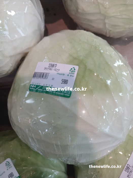 양배추 효능 영양성분 비타민 U