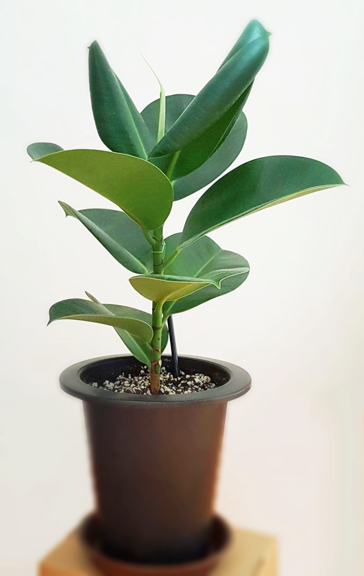 멜라니-고무나무