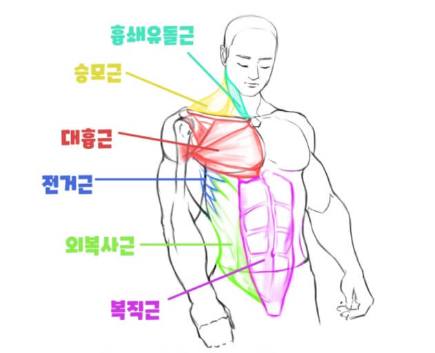 팔굽혀펴기효과 - 근육균형