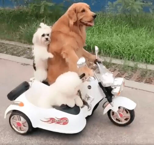 갈색-페르시안이-미니-오토바이를-흰색-강아지-두마리를-태우고-운전하는-모습