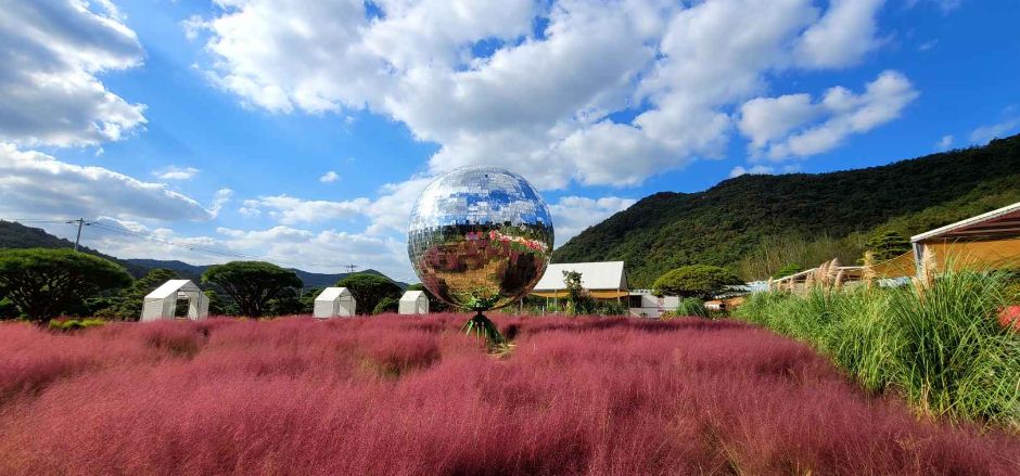 10월 지역 축제 핑크뮬리