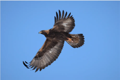 검독수리, 하늘의 왕이 사라진다|멸종위기 맹금류 보호정책 총정리