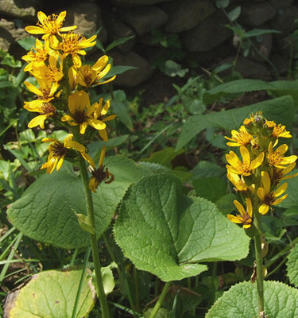 곰취나물 효능 부작용 고르는법 먹는법 칼로리