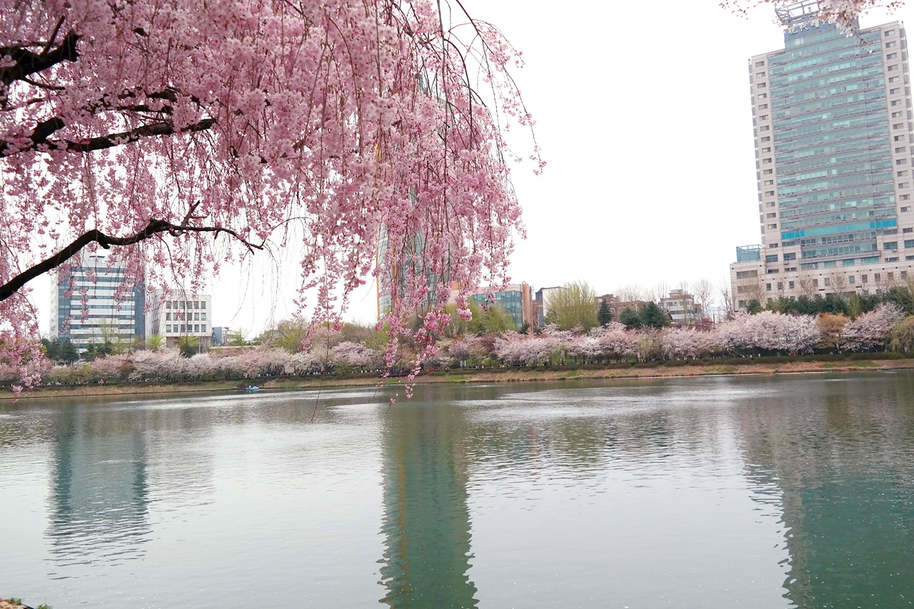 석촌호수 벚꽃산책로