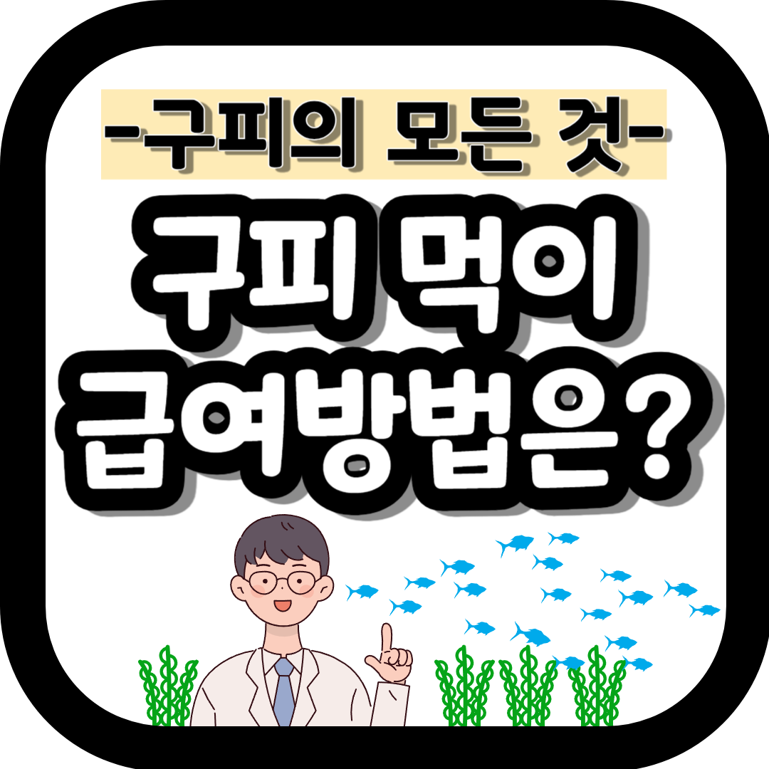 직장인 구피 먹이 주는 방법