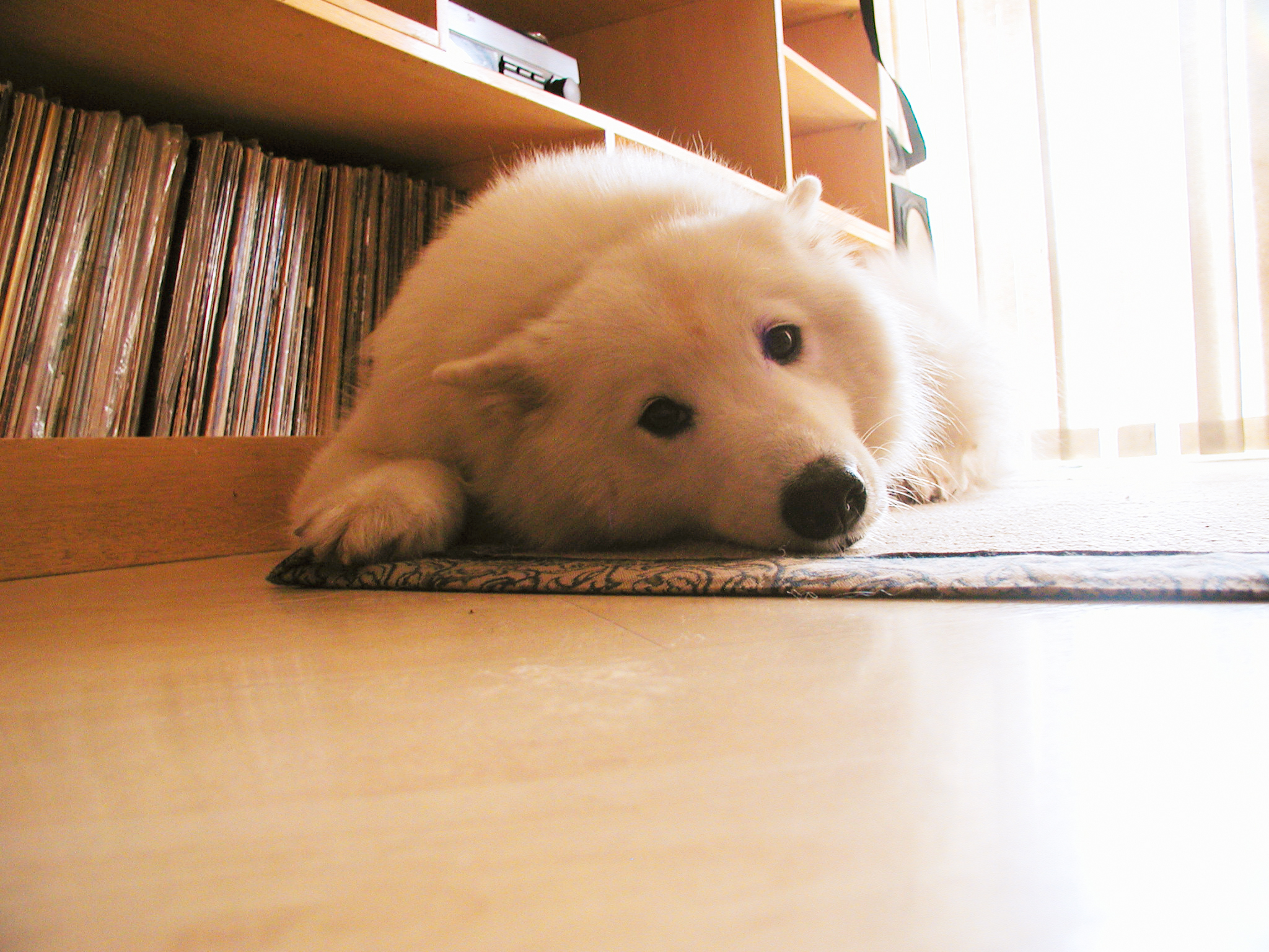 집에 누워 있는 강아지