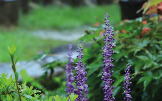 화담숲 예약&amp;#44; 모노레일 예약 (온라인 간편예약)