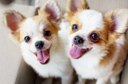 두 마리의 치와와와.