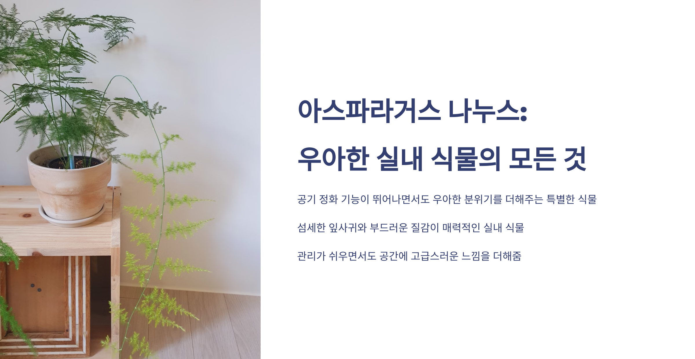 아스파라거스 나누스