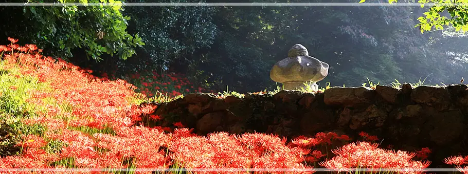 영광 불갑산 상사화축제