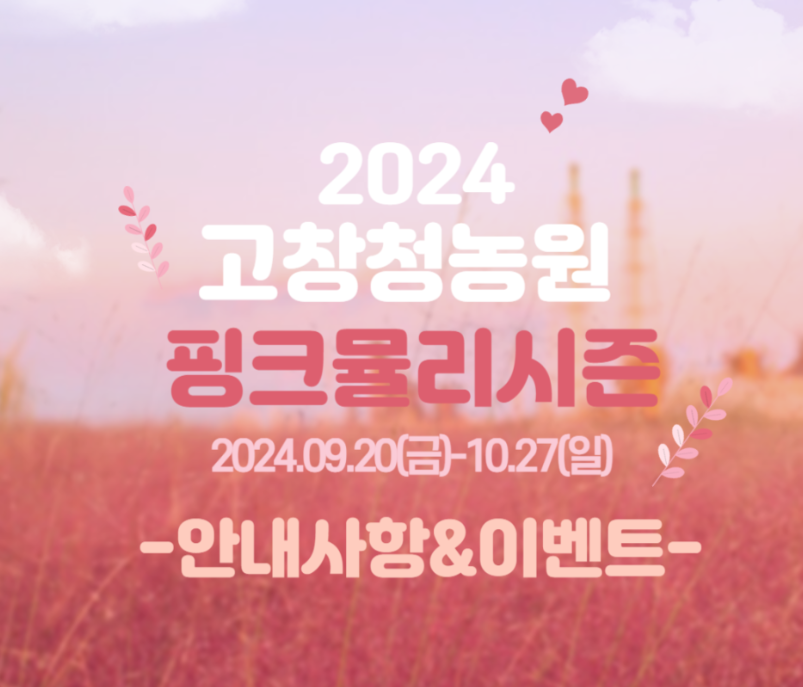 2024 고창청농원 핑크뮬리시즌
