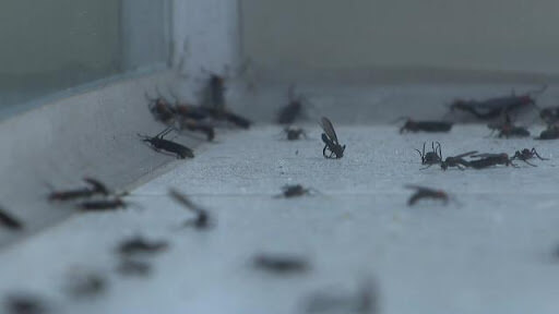 러브버그 퇴치 및 예방법