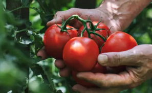 토마토 효능