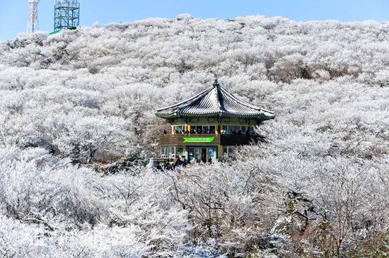 제주 1100고지