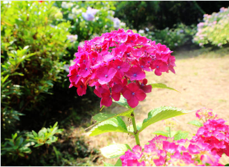 부산 태종대 수국축제기간10