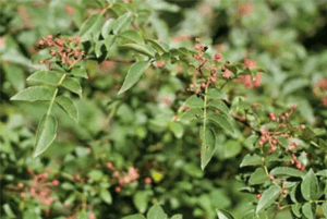 산초기름의 효능03