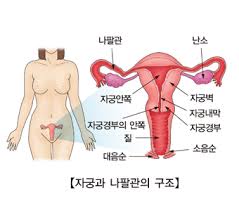 여성질환: 자궁경부암- 예방접종, 검진방법, 증상, 치료방법.