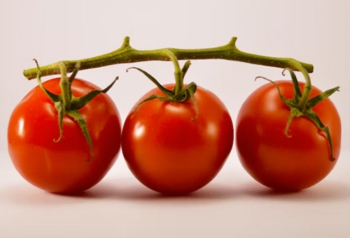 스테비아 방울토마토