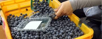 2024 서천 블루베리축제 기본일정과 특징 소개