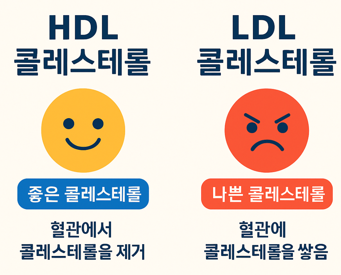 HDL LDL