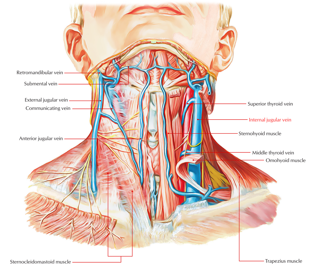 Earth&#39;s lab 출처 internal jugular vein anatomy