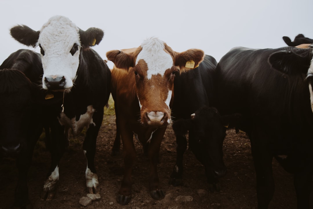 Livestock