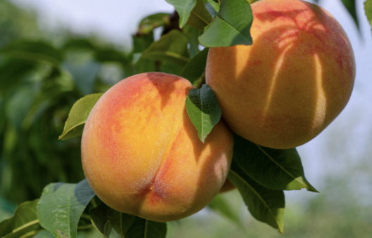 복숭아 보관방법 32